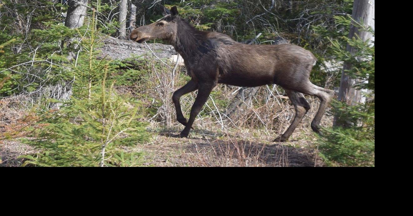 OPP roundup: Ambulance heading to car-moose crash hits moose