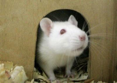 Choosing a Rat Cage — Rat Emporium Toronto