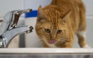 Feline frisky as Cat Video Fest returns to Waterloo