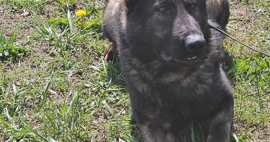 Police Canine Unit Adds Some Bark police-canine-unit-adds-some-bark