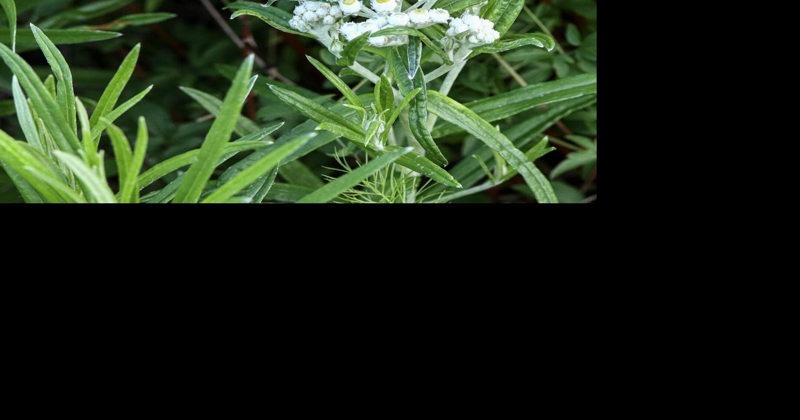 In the Garden: Charge up the garden