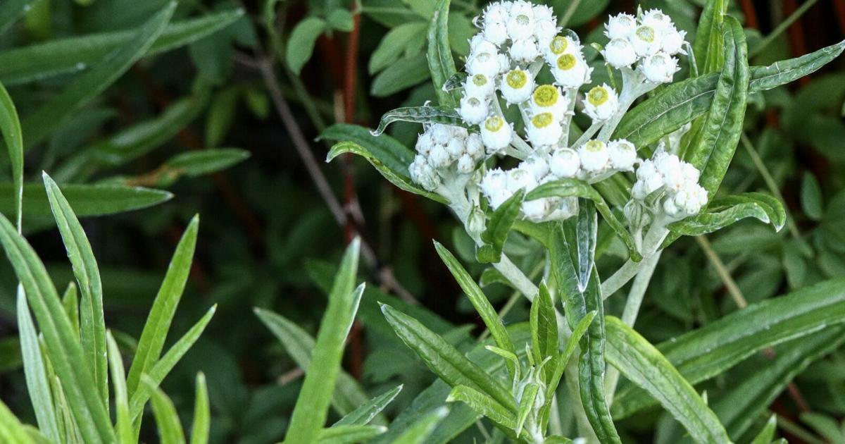 In the Garden: Charge up the garden