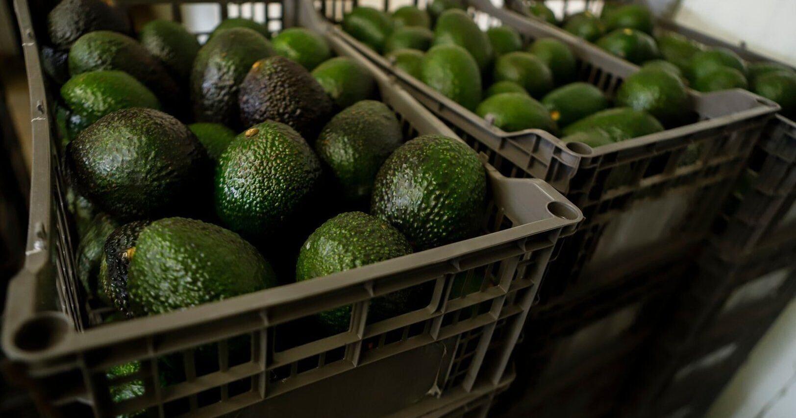 US suspends avocado inspections in Mexican state of Michoacan due to threat