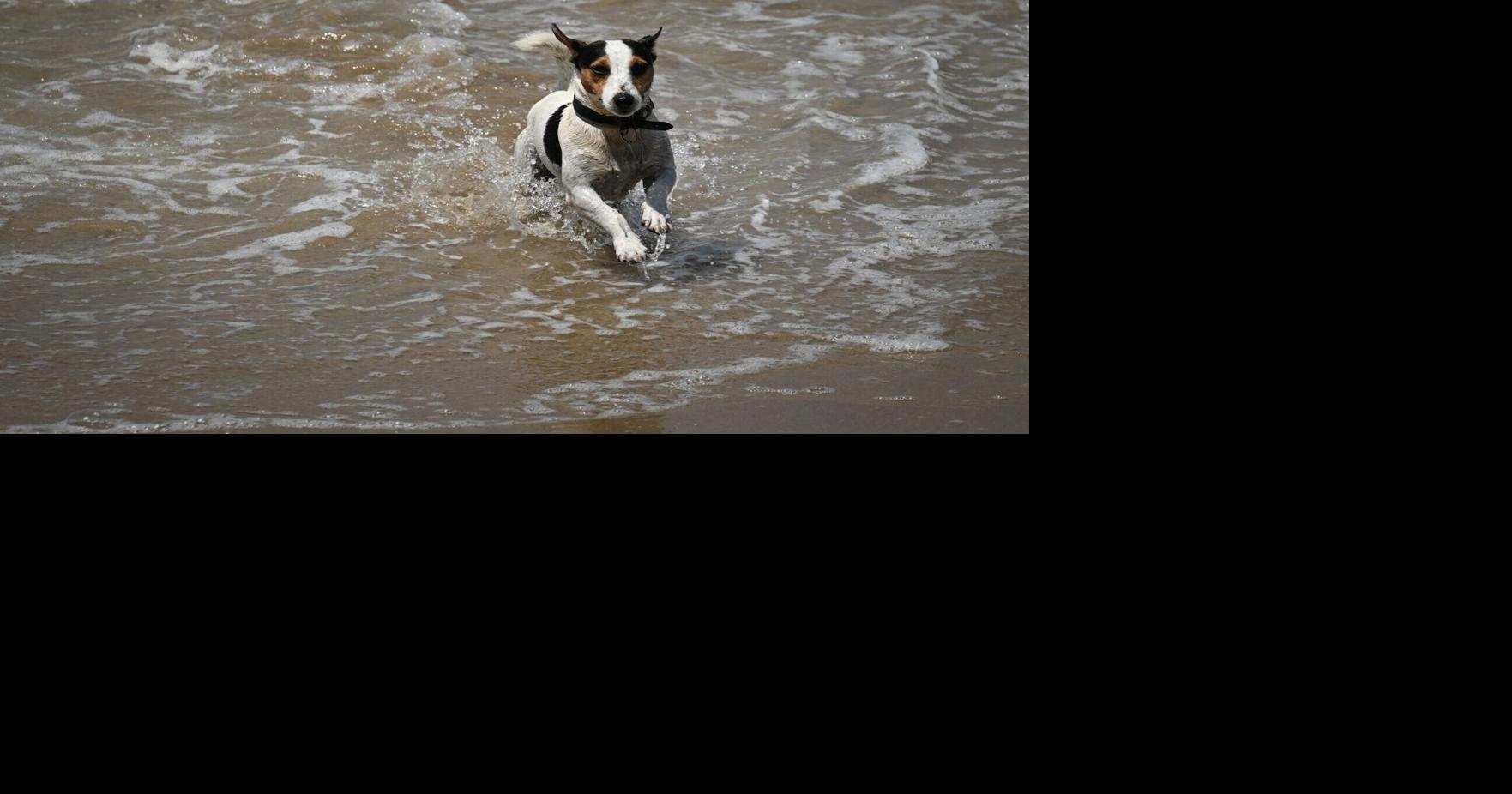 Humans are making Spotify playlists for their dogs. Why are all the top songs so sad?