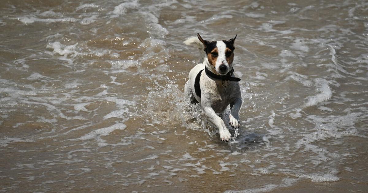 Humans are making Spotify playlists for their dogs. Why are all the top songs so sad?