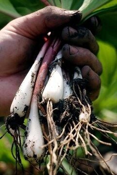 Southwest Foraging Handbook: Wild Edible Plants of Texas, Arizona