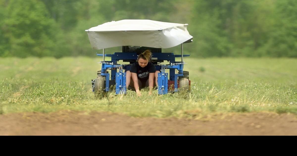 Green is good as Barrie’s Asparagus farm goes electric