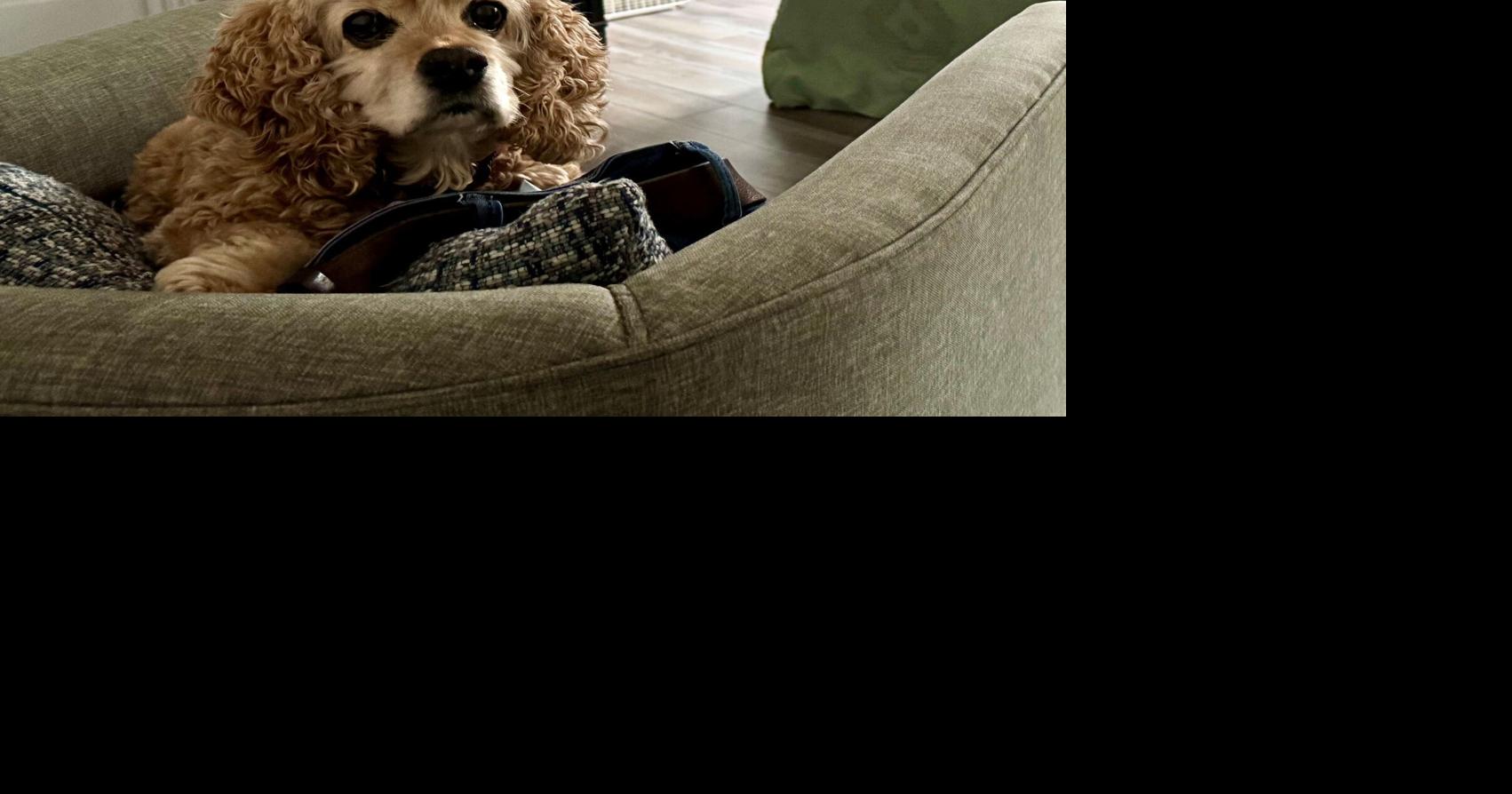 Molly the cocker spaniel ignores funny guy Chuck Brown