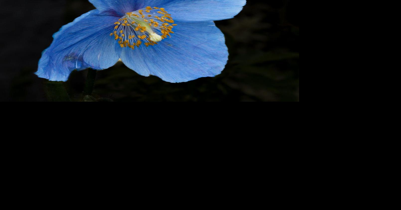 In the Garden: Keeping hope alive