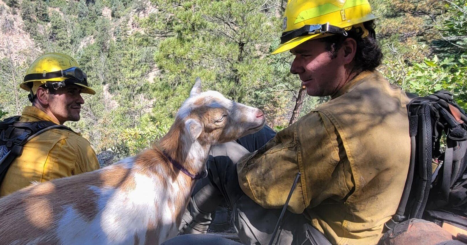 The GOAT : Hooved friend provides moral support to firefighters in Colorado