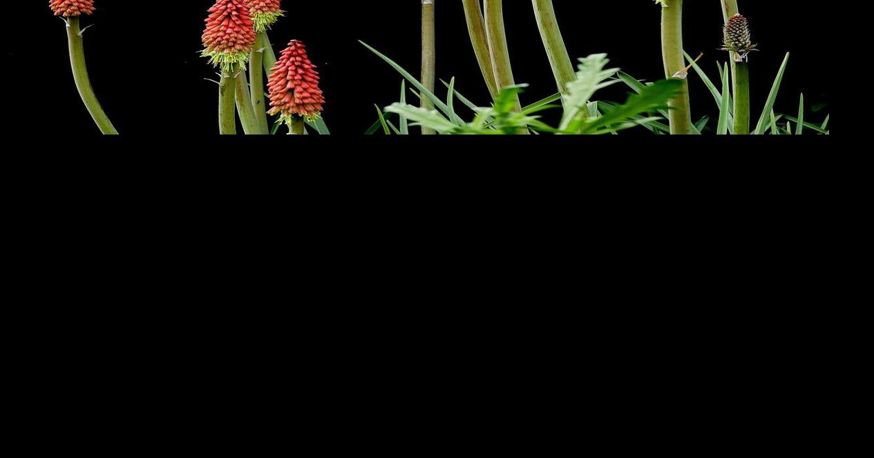 In the Garden: Poke that fire