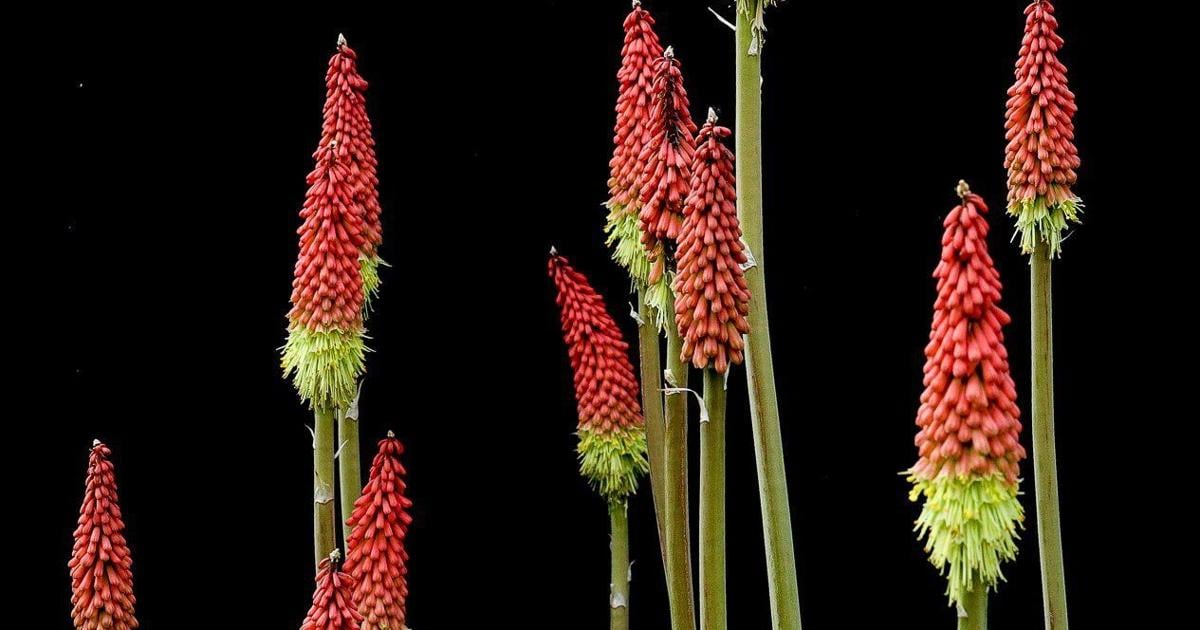 In the Garden: Poke that fire
