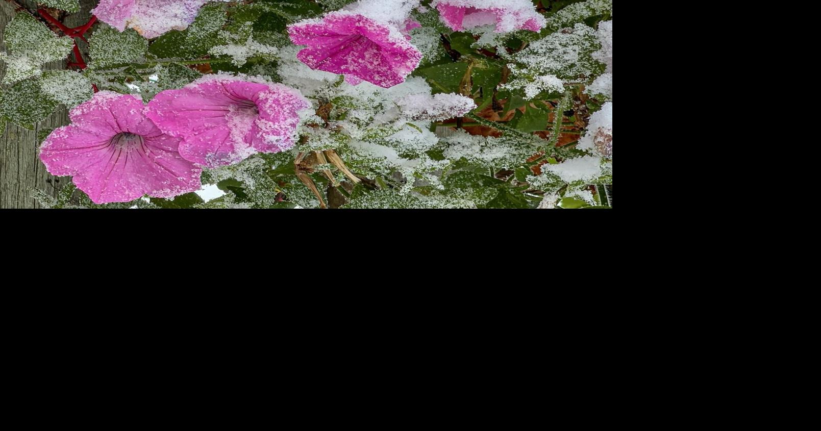 In the Garden: Not quite asleep yet