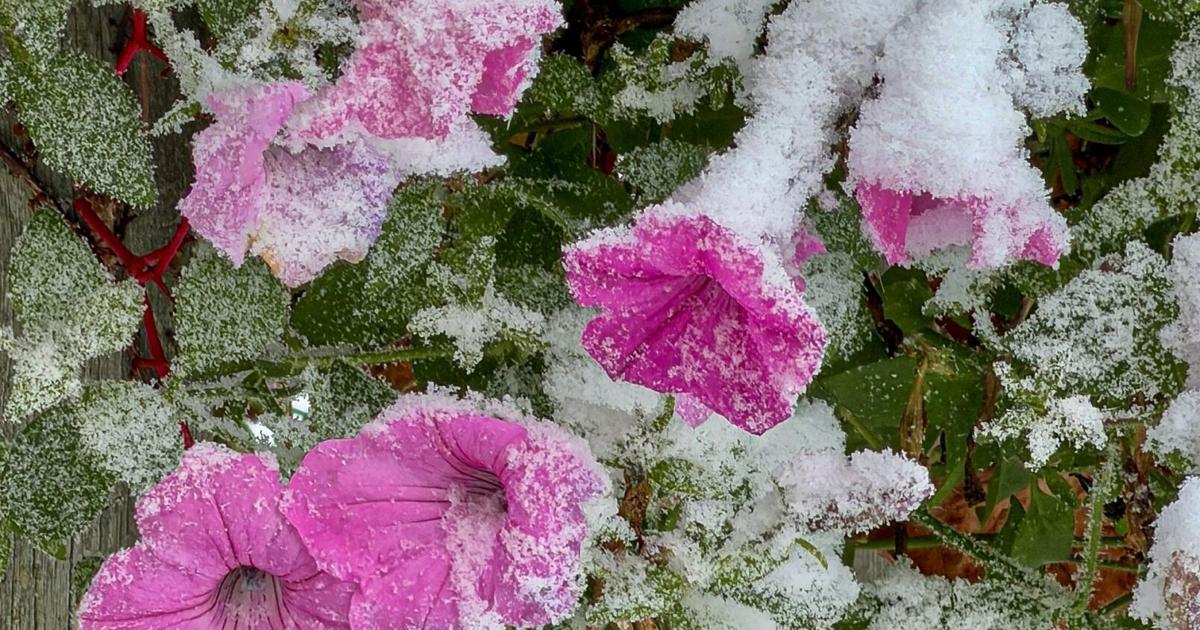 In the Garden: Not quite asleep yet