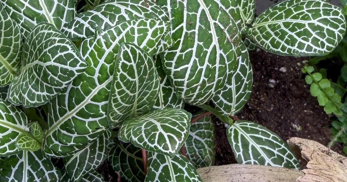 Finicky Fittonia happy when it is humid
