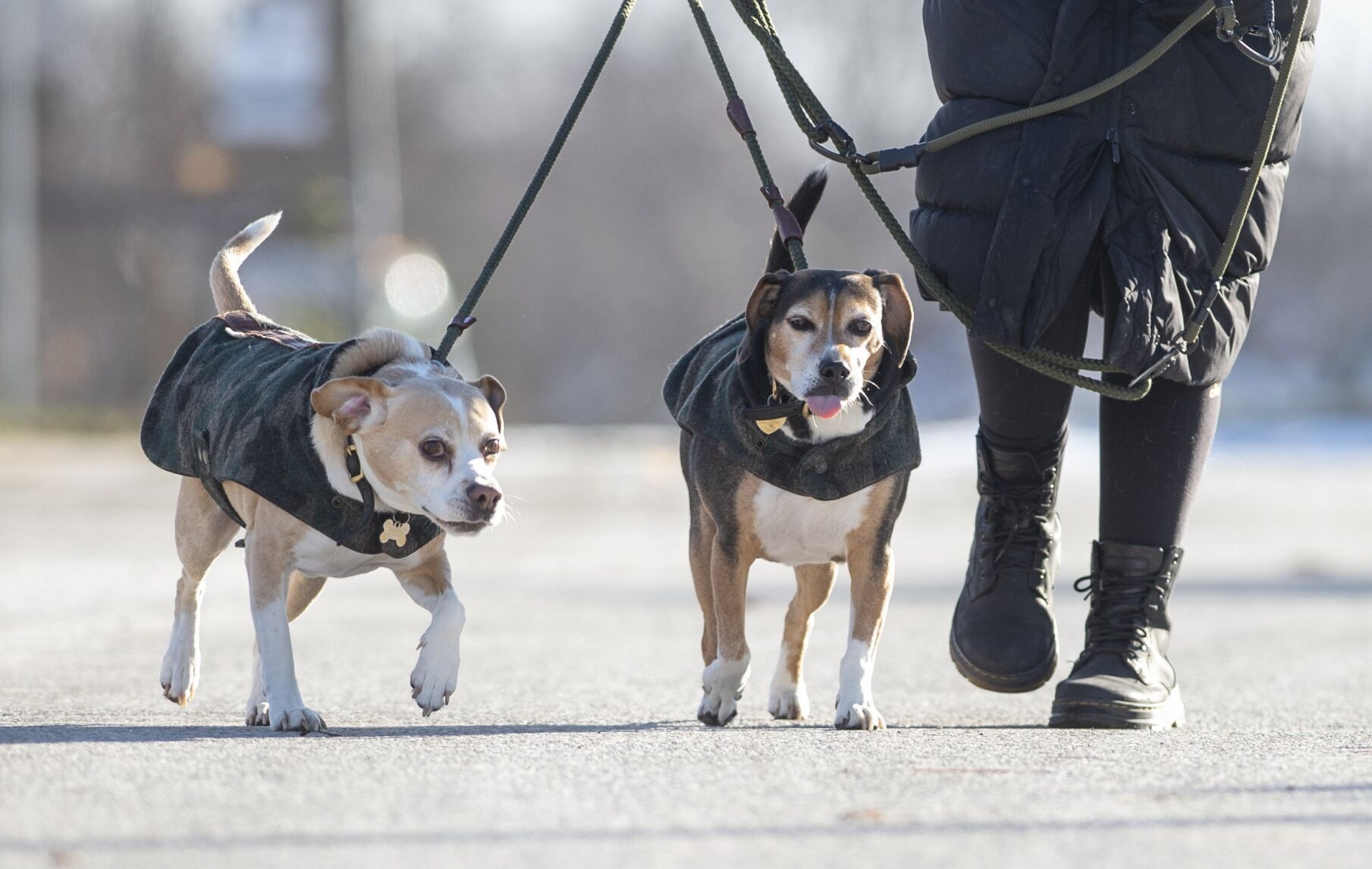 Kitchener Named Canada S First Pet Friendly City   65b29814be452.image 