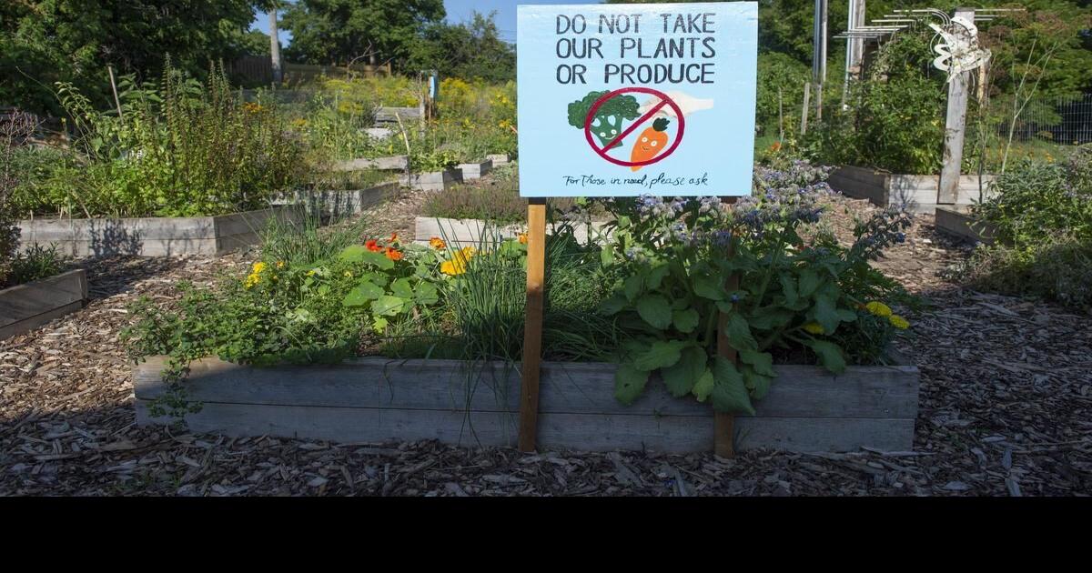 Kitchener community garden ‘trashed’