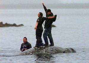 Washington state's Makah tribe clears major hurdle toward resuming whale hunts