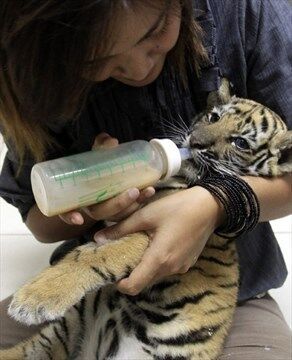 Cute tiger cubs: Man tries to smuggle the animals through Thailand 