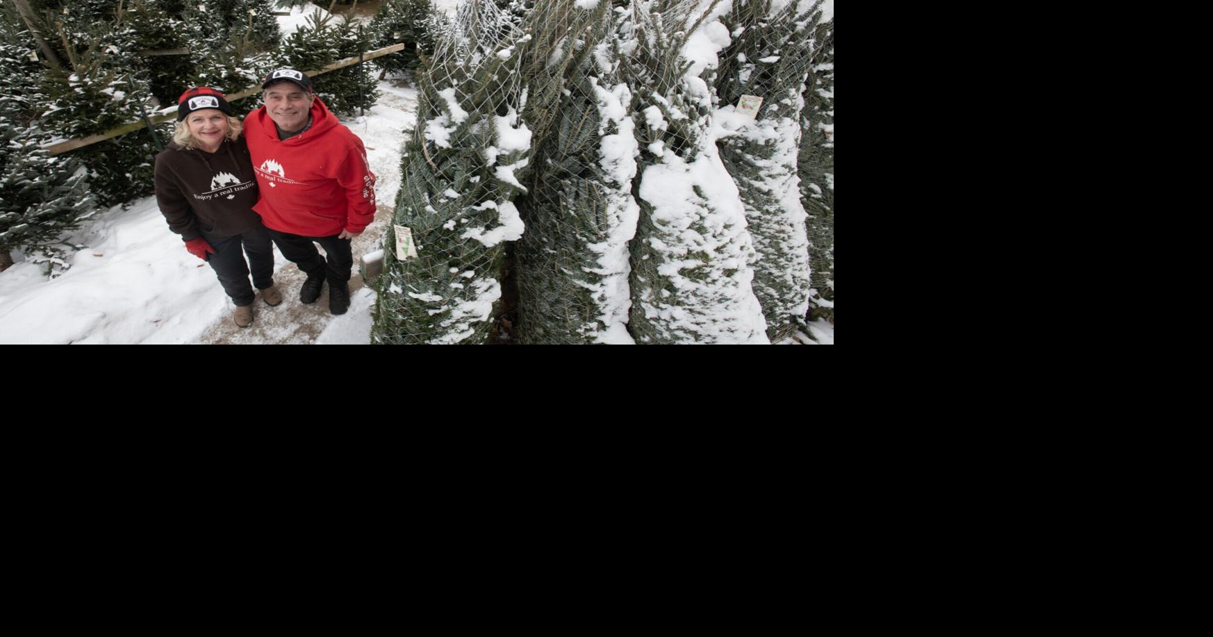 Climate change is slowing Christmas tree growth at Chickadee farm