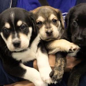 Humane Society launches funding appeal for abandoned puppies - Vimarsana News