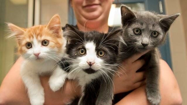 Cat Adoption Fee As Shelter Overflows