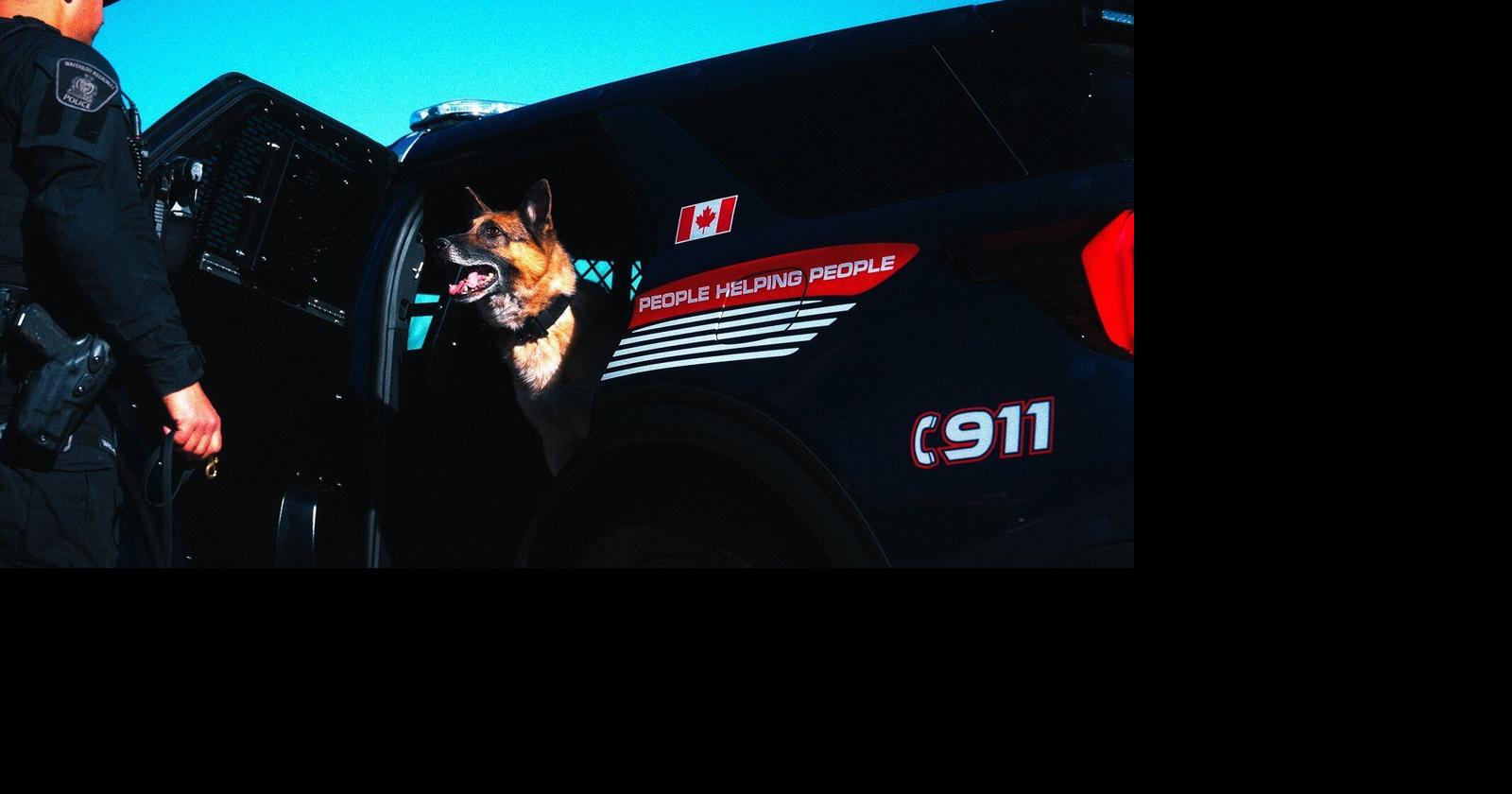 Police service dog Ranger has made his last collar