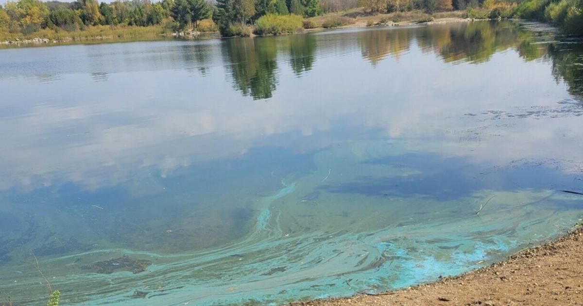 Blue-green algae bloom suspected at Snyder’s Flats