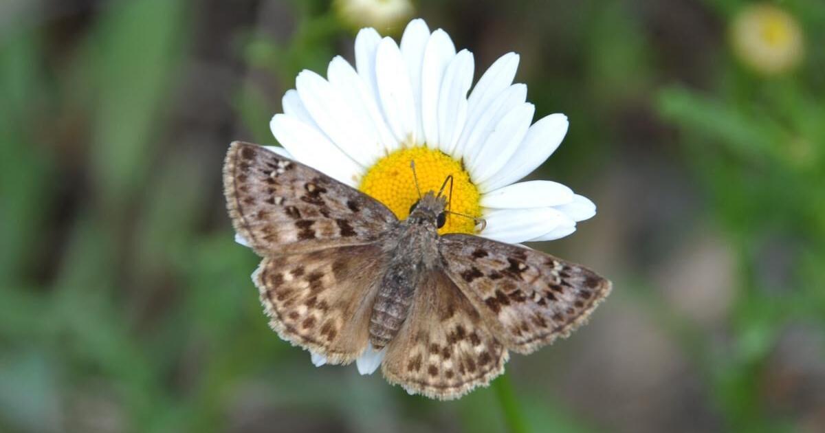 University of Guelph project aims to bring back endangered butterfly to