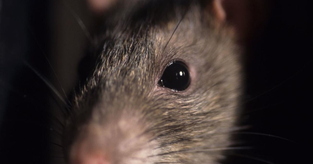 Rats still rule in Uptown Waterloo