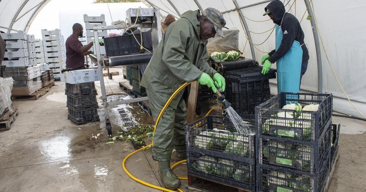 Migrant farm workers at risk of exploitation: UN rapporteur