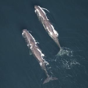 Large number of whale sightings off New England, including dozens of endangered sei whales