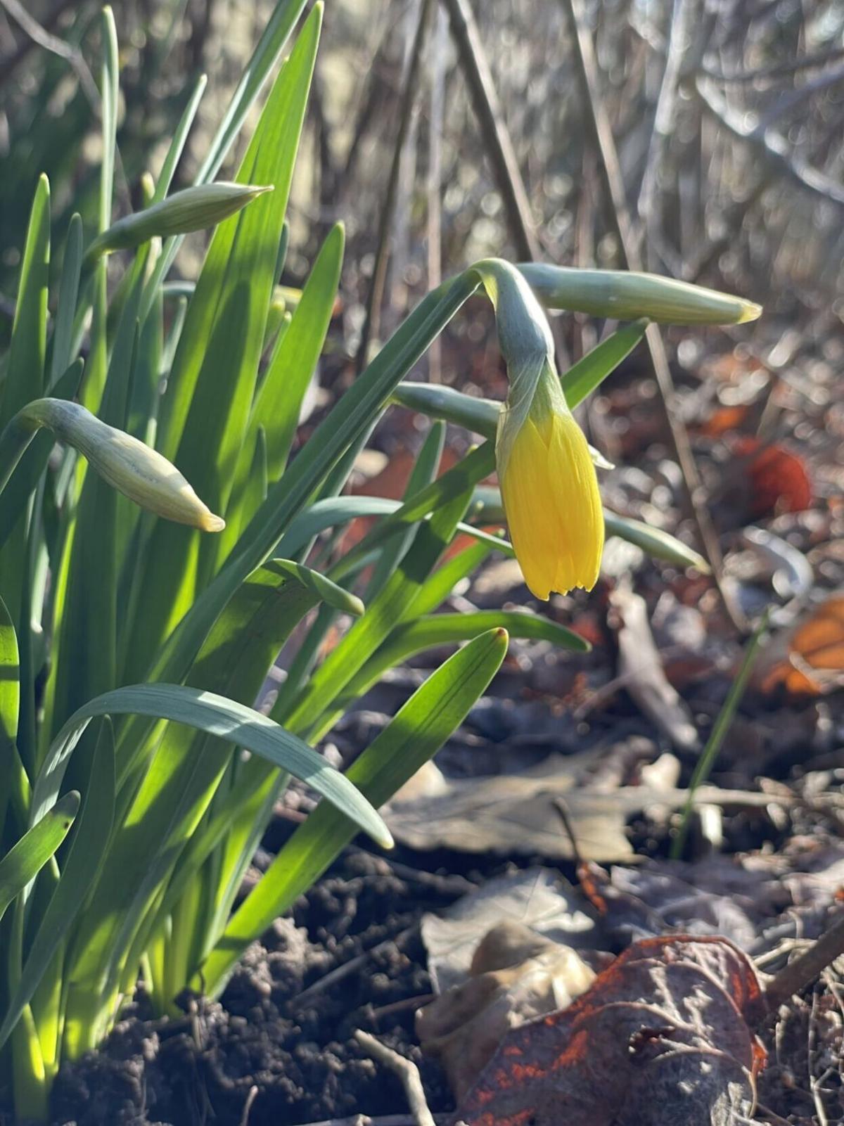 Late March daffodil bud at RBG