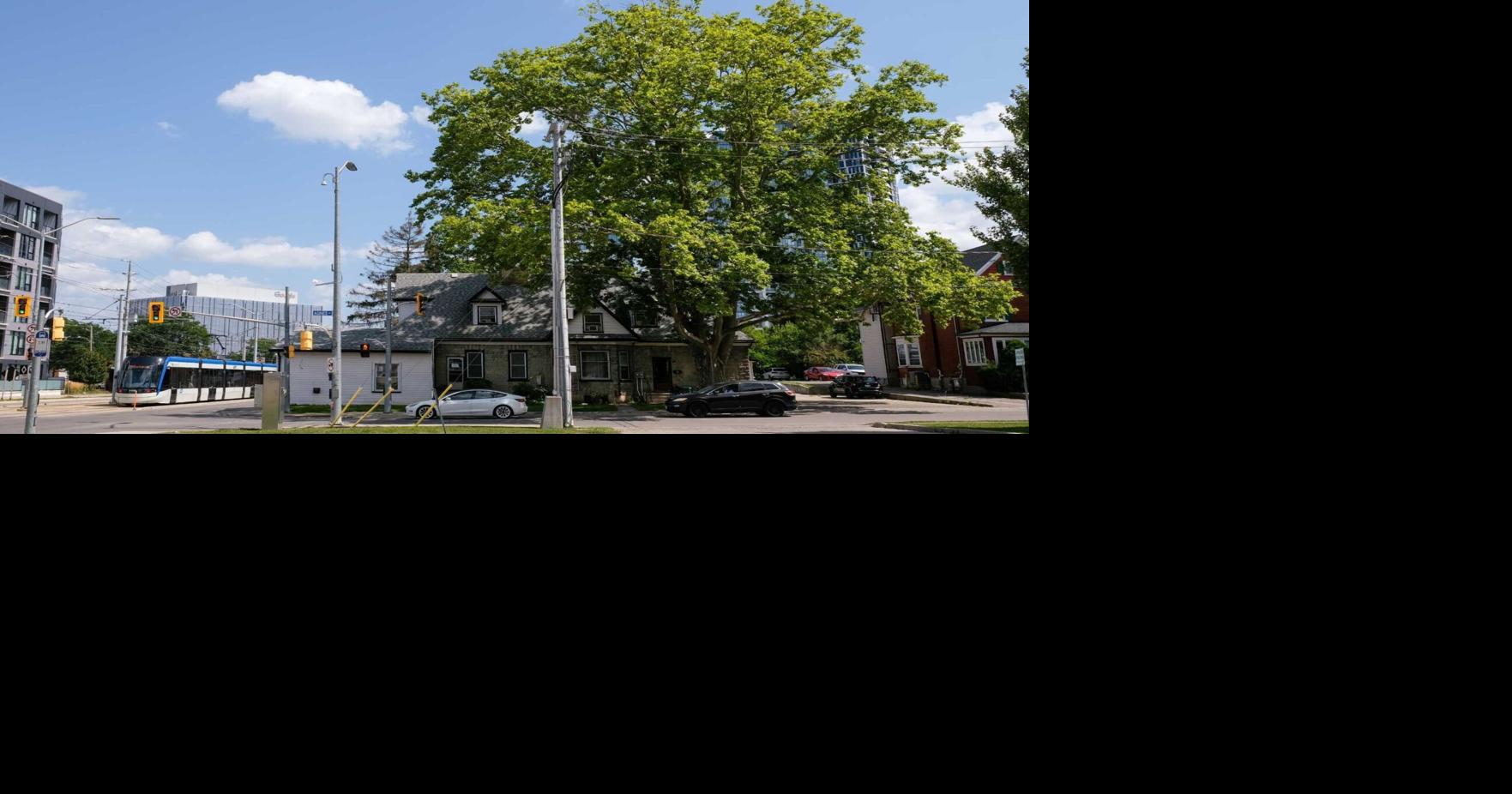 The London planetree on Agnes Street near King Street West was named Reep Green Solution’s tree of the year. 