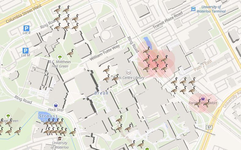 ‘Waddleloo’ map offers students safe passage from geese