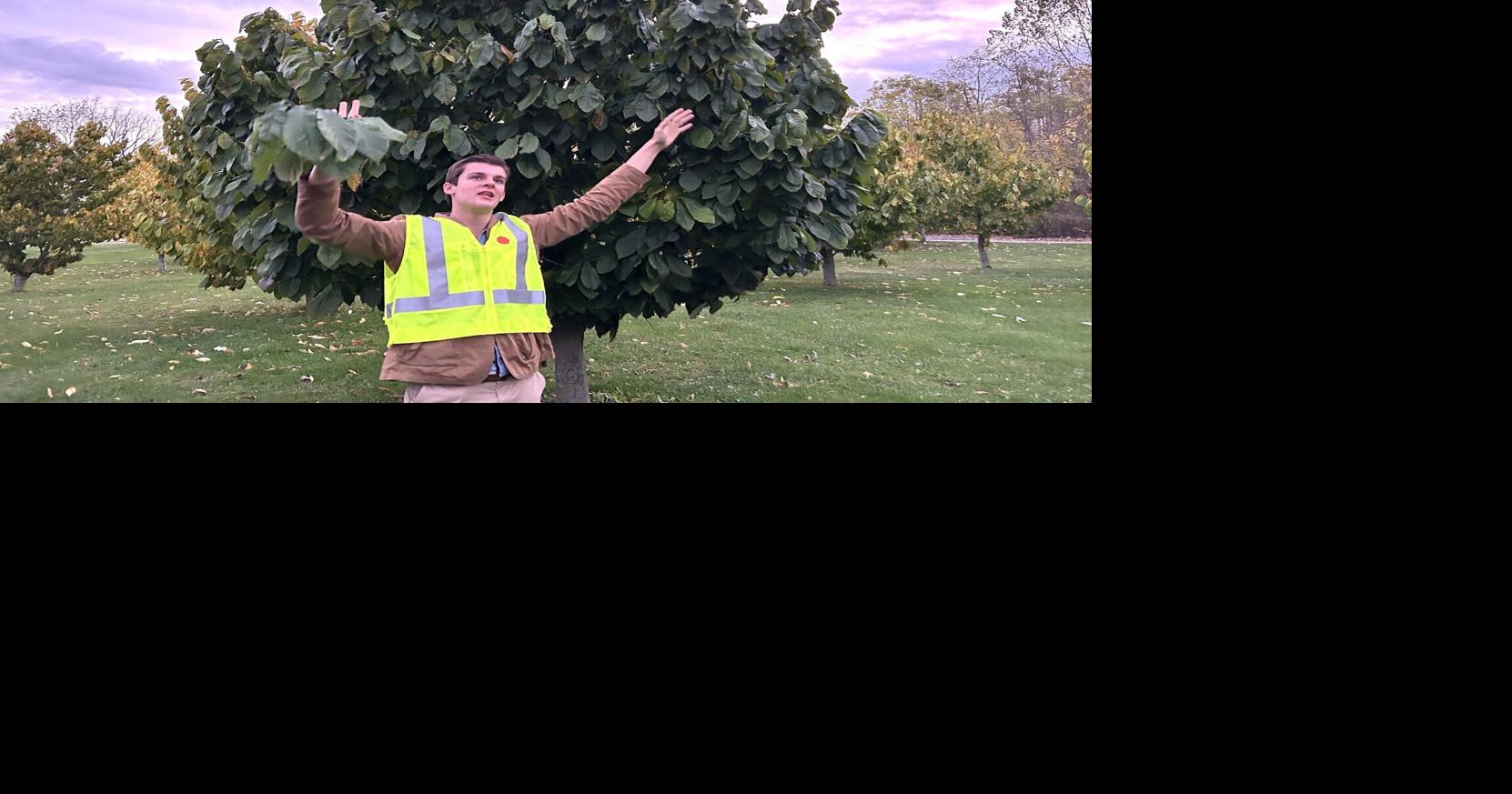 Scarce, fragile and coveted, Ontario’s tropical fruit draws chefs, foragers and poachers to Norfolk’s hidden groves.