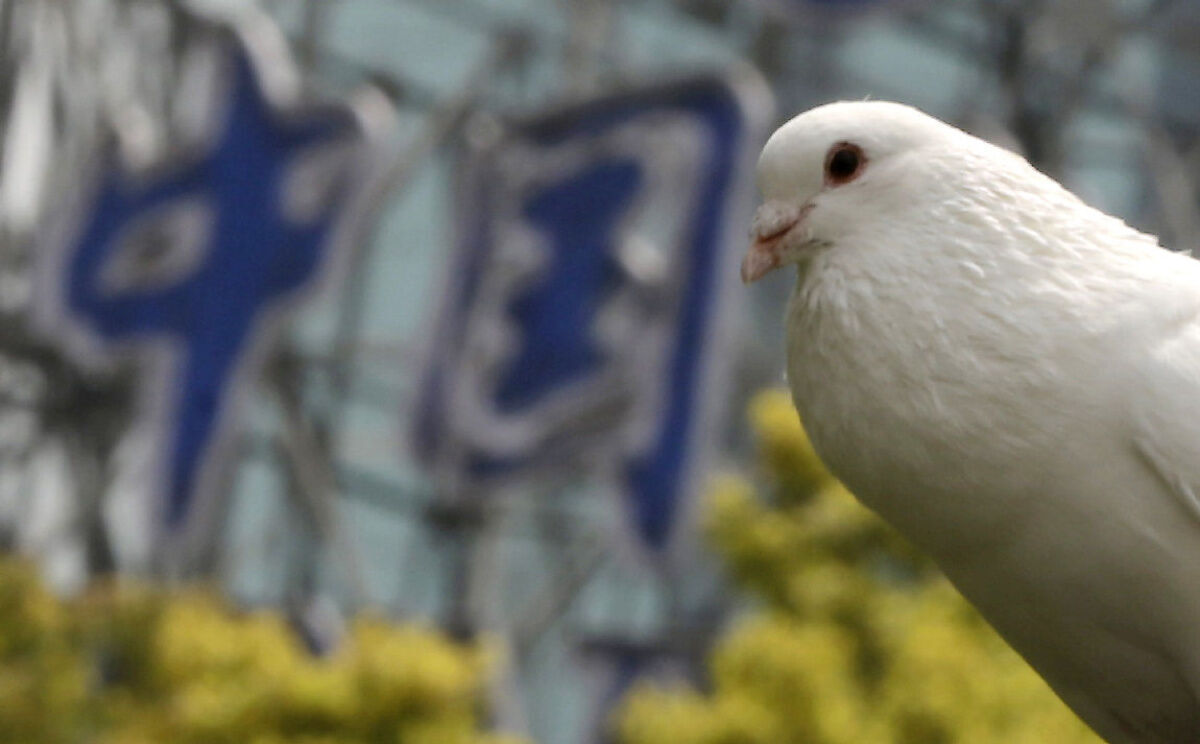 Bird Flu