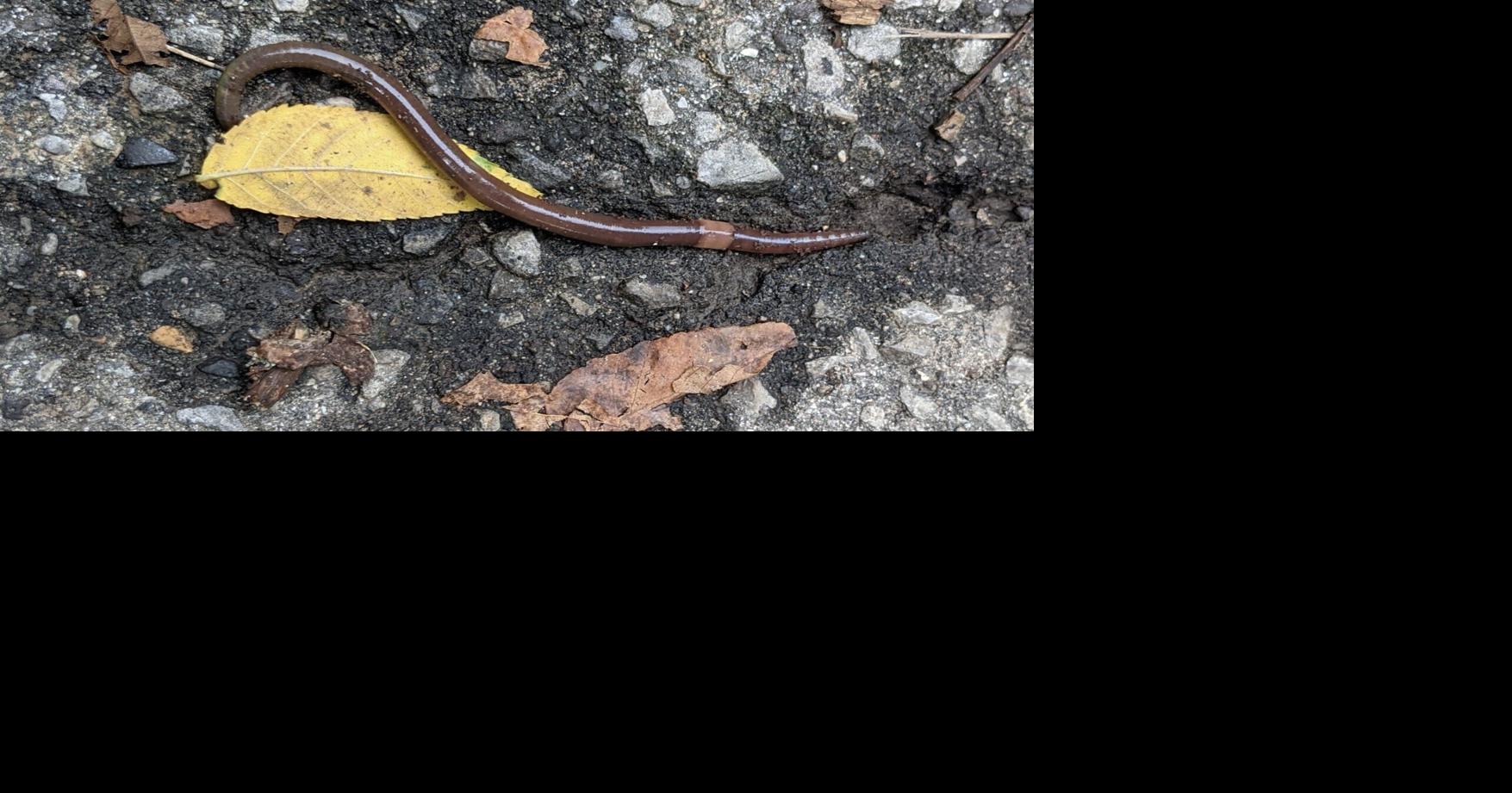 Confirmed reports of jumping worms include one in Waterloo Region, three in Wellington County and 15 in Hamilton