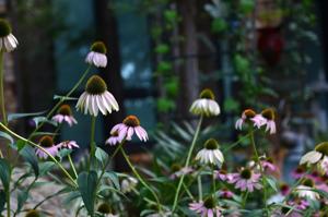 featured-image
