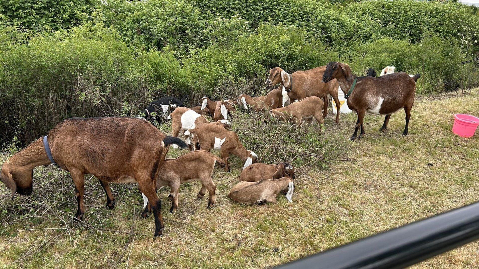 Goats hard at work in Delta!
