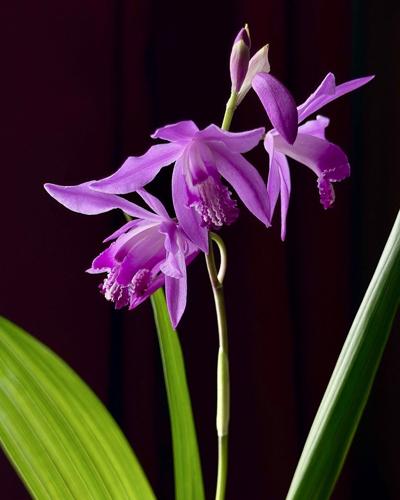In the Garden: Extra terrestrial adds a splash of colour