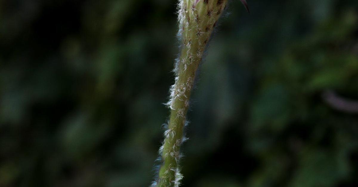 Prickler In the Garden: A prickler for attention