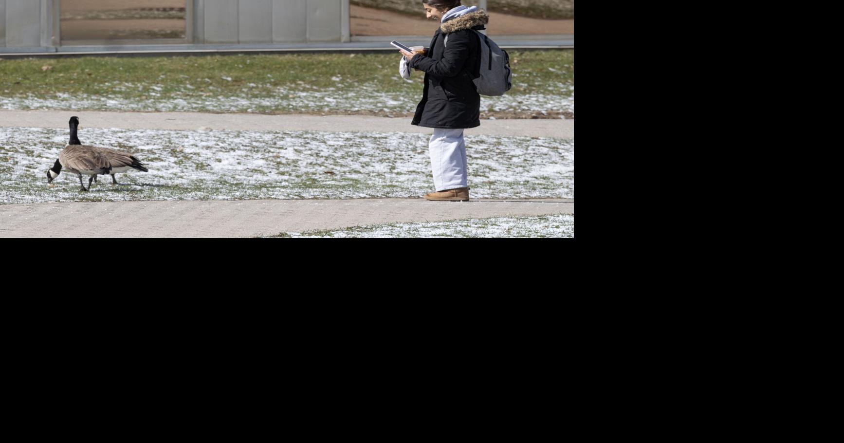 ‘Waddleloo’ map offers students safe passage from geese