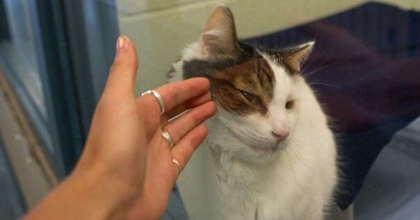 Cat Licences Might Ease Humane Society