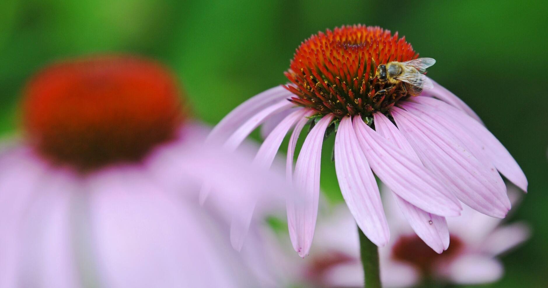 Waterloo Region Record morning update for July 31