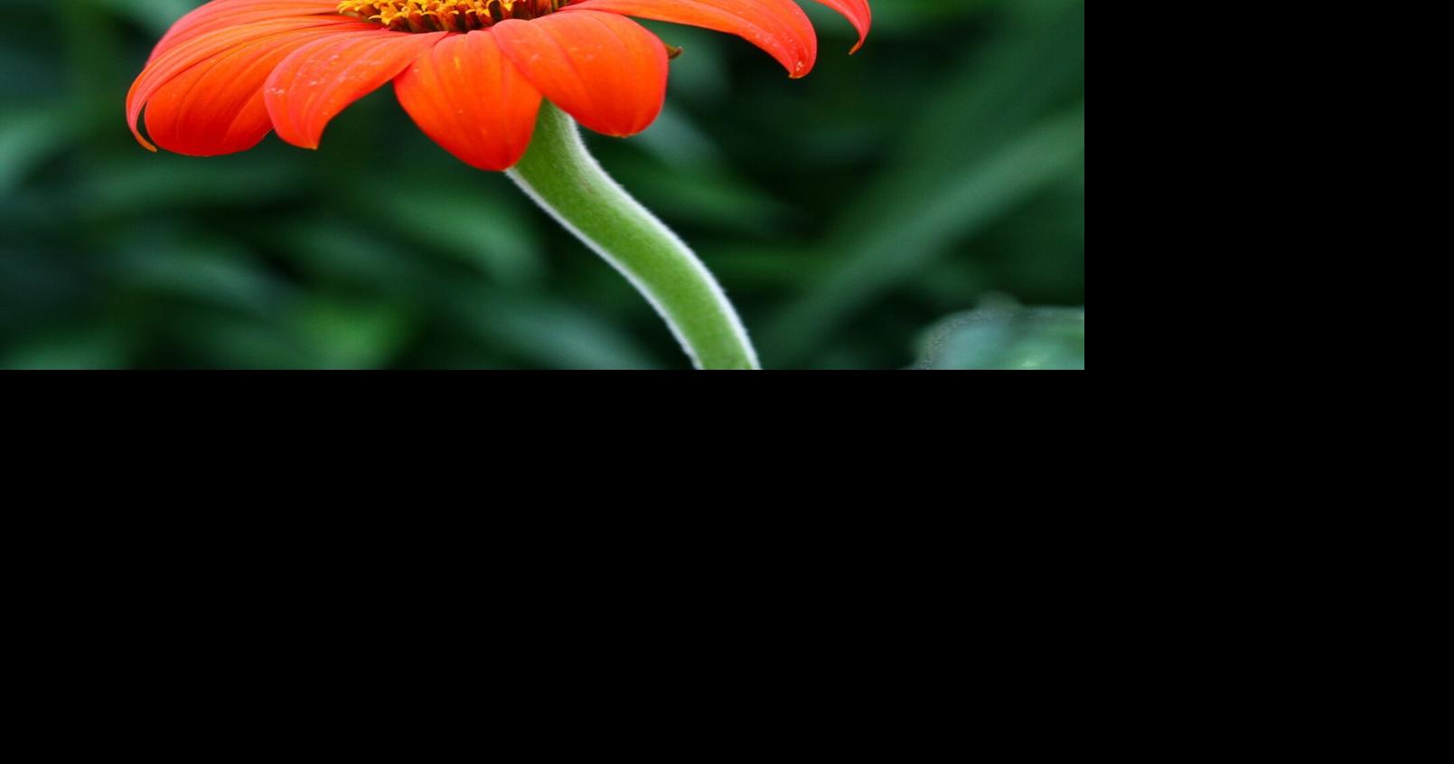 Tithonia, de Mexicaanse zonnebloem, is een geliefde bron van nectar