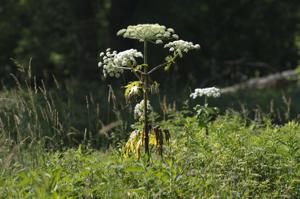 Invasive giant hogweed spotted in Waterloo Region: What you need to know