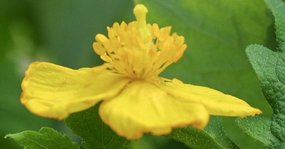 In the Garden: Saving space for a rescue plant