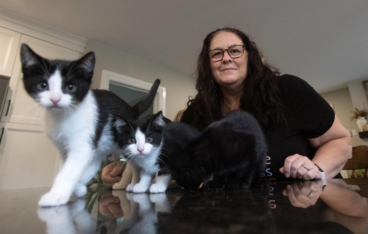 A Nutter Cat Rescue: Heartwarming Stories and Life-Saving Care