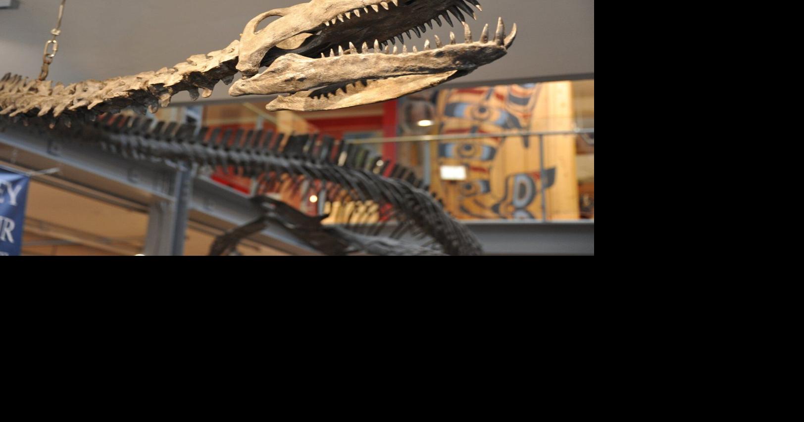 How a Comox Valley fossil discovery forever changed paleontology in B.C.